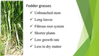 Fodder grasses
 Unbranched stem
 Long leaves
 Fibrous root system
 Shorter plants
 Low growth rate
 Less in dry matter
 