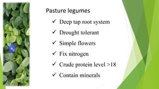 Pasture legumes
 Deep tap root system
 Drought tolerant
 Simple flowers
 Fix nitrogen
 Crude protein level >18
 Contain minerals
 