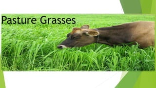 Pasture Grasses
 