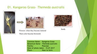 01. Kangaroo Grass- Themeda australis
Flowers- when they become matured
Their color become brownish
Seeds
Common Name – Kangaroo Grass
Botanical Name – Themeda australis
Family- Poaceae
Date of photo taken – 15.07.2017
Place - Near to farm
 