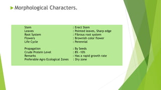  Morphological Characters.
Stem : Erect Stem
Leaves : Pointed leaves, Sharp edge
Root System : Fibrous root system
Flowers : Brownish color flower
Life Cycle : Perennial
Propagation : By Seeds
Crude Protein Level : 8% -10%
Remarks : Has a rapid growth rate
Preferable Agro Ecological Zones : Dry zone
 