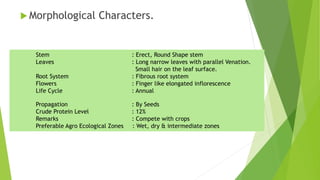  Morphological Characters.
Stem : Erect, Round Shape stem
Leaves : Long narrow leaves with parallel Venation.
Small hair on the leaf surface.
Root System : Fibrous root system
Flowers : Finger like elongated inflorescence
Life Cycle : Annual
Propagation : By Seeds
Crude Protein Level : 12%
Remarks : Compete with crops
Preferable Agro Ecological Zones : Wet, dry & intermediate zones
 