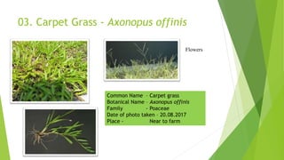 03. Carpet Grass - Axonopus offinis
Flowers
Common Name – Carpet grass
Botanical Name – Axonopus offinis
Family - Poaceae
Date of photo taken – 20.08.2017
Place - Near to farm
 