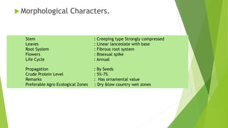  Morphological Characters.
Stem : Creeping type Strongly compressed
Leaves : Linear lanceolate with base
Root System : Fibrous root system
Flowers : Bisexual spike
Life Cycle : Annual
Propagation : By Seeds
Crude Protein Level : 5%-7%
Remarks : Has ornamental value
Preferable Agro Ecological Zones : Dry &low country wet zones
 