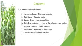 Content
1. Common Pasture Grasses.
I. Kangaroo Grass - Themeda australis
II. Bala thana - Eleusine indika
III. Carpet Grass - Axonopus offinis
IV. Putu Thana / Cowfoot grass - Dactylotenium aegyptium
V. Mayura Thana - Chloris barbata
VI. Rila thana - Pennisetum purpureum
VII.Signal grass - Cynodon dactylon
 
