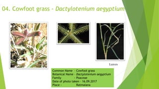 04. Cowfoot grass - Dactylotenium aegyptium
Leaves
Common Name – Cowfoot grass
Botanical Name – Dactylotenium aegyptium
Family - Poaceae
Date of photo taken – 16.09.2017
Place - Ratmalana
 