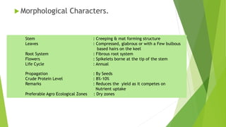 Morphological Characters.
Stem : Creeping & mat forming structure
Leaves : Compressed, glabrous or with a Few bulbous
based hairs on the keel
Root System : Fibrous root system
Flowers : Spikelets borne at the tip of the stem
Life Cycle : Annual
Propagation : By Seeds
Crude Protein Level : 8%-10%
Remarks : Reduces the yield as it competes on
Nutrient uptake
Preferable Agro Ecological Zones : Dry zones
 
