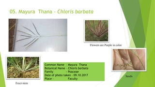 05. Mayura Thana - Chloris barbata
Flowers are Purple in color
Erect stem
Seeds
Common Name – Mayura Thana
Botanical Name – Chloris barbata
Family - Poaceae
Date of photo taken – 09.10.2017
Place - Faculty
 