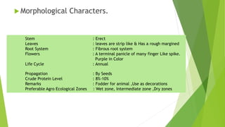  Morphological Characters.
Stem : Erect
Leaves : leaves are strip like & Has a rough margined
Root System : Fibrous root system
Flowers : A terminal panicle of many finger Like spike.
Purple in Color
Life Cycle : Annual
Propagation : By Seeds
Crude Protein Level : 8%-10%
Remarks : Fodder for animal ,Use as decorations
Preferable Agro Ecological Zones : Wet zone, Intermediate zone ,Dry zones
 