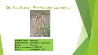 06. Rila thana - Pennisetum purpureum
Common Name – Rila thana
Botanical Name – Pennisetum purpureum
Family - Poaceae
Date of photo taken – 09.08.2017
Place - Kumbalgama road
 