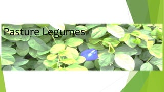 Pasture Legumes
 