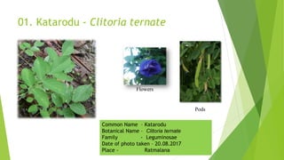 01. Katarodu - Clitoria ternate
Flowers
Pods
Common Name – Katarodu
Botanical Name – Clitoria ternate
Family - Leguminosae
Date of photo taken – 20.08.2017
Place - Ratmalana
 