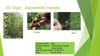 02. Stylo - Stylosanthes hamata
Flowers Stem
Common Name – Stylo
Botanical Name – Stylosanthes hamata
Family - Leguminosae
Date of photo taken – 03.09.2017
Place - Faculty farm
 