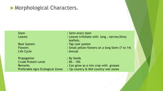  Morphological Characters.
Stem : Semi erect stem
Leaves : Leaves trifoliate with long , narrow,Shiny
leaflets.
Root System : Tap root system
Flowers : Small yellow flowers on a long Stem (7 to 14)
Life Cycle : Annual
Propagation : By Seeds
Crude Protein Level : 8% - 10%
Remarks : Can grow as a mix crop with grasses
Preferable Agro Ecological Zones : Up country & Mid country wet zones
 