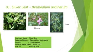 03. Silver Leaf - Desmodium uncinatum
Flowers
Pods
Common Name – Silver leaf
Botanical Name – Desmodium uncinatum
Family - Leguminosae
Date of photo taken – 03.09.2017
Place - Faculty farm
 