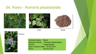 04. Puero - Pueraria phaseoloides
Flowers
Pods Seeds
Common Name – Puero
Botanical Name – Pueraria phaseoloides
Family - Leguminosae
Date of photo taken – 03.09.2017
Place - Faculty farm
 