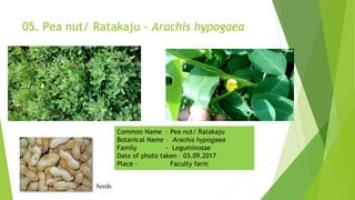 05. Pea nut/ Ratakaju - Arachis hypogaea
Seeds
Common Name – Pea nut/ Ratakaju
Botanical Name – Arachis hypogaea
Family - Leguminosae
Date of photo taken – 03.09.2017
Place - Faculty farm
 