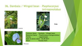 06. Dambala / Winged bean – Psophocarpus
tetragonolobus
Flowers
Pods
Leaves
Common Name – Dambala / Winged bean
Botanical Name – Psophocarpus tetragonolobus
Family - Leguminosae
Date of photo taken – 03.09.2017
Place - Faculty farm
 