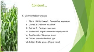 Content…
8. Common fodder Grasses
I. Clone 13 (High breed) - Pennisetum pupureum
II. Guinea A - Panicum maximum
III. Guinea B - Panicum maximum
IV. Mana / Wild Napier - Pennisetum purpureum
V. Guathamala - Tripsacum laxum
VI. Guinea Mutant - Panicum spp.
VII.Golden Bristal grass - Setaria nandi
 