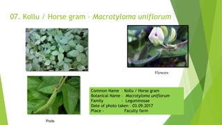 07. Kollu / Horse gram – Macrotyloma uniflorum
Pods
Flowers
Common Name – Kollu / Horse gram
Botanical Name – Macrotyloma uniflorum
Family - Leguminosae
Date of photo taken – 03.09.2017
Place - Faculty farm
 