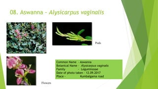 08. Aswanna - Alysicarpus vaginalis
Flowers
Pods
Common Name – Aswanna
Botanical Name – Alysicarpus vaginalis
Family - Leguminosae
Date of photo taken – 12.09.2017
Place - Kumbalgama road
 