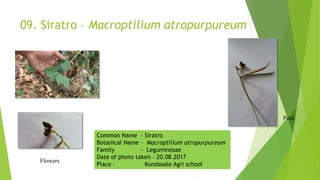 09. Siratro – Macroptilium atropurpureum
Pods
Flowers
Common Name – Siratro
Botanical Name – Macroptilium atropurpureum
Family - Leguminosae
Date of photo taken – 20.08.2017
Place - Kundasale Agri school
 