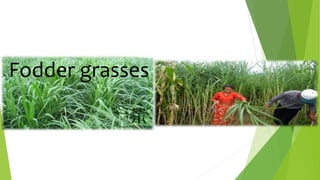 Fodder grasses
 