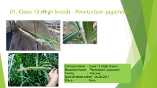 01. Clone 13 (High breed) - Pennisetum pupureum
Common Name – Clone 13 (High breed)
Botanical Name – Pennisetum pupureum
Family - Poaceae
Date of photo taken – 06.08.2017
Place - Farm
 