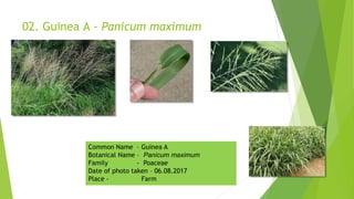 02. Guinea A - Panicum maximum
Common Name – Guinea A
Botanical Name – Panicum maximum
Family - Poaceae
Date of photo taken – 06.08.2017
Place - Farm
 