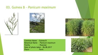 03. Guinea B - Panicum maximum
Common Name – Guinea B
Botanical Name – Panicum maximum
Family - Poaceae
Date of photo taken – 06.08.2017
Place - Farm
 
