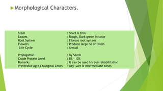  Morphological Characters.
Stem : Short & thin
Leaves : Rough, Dark green in color
Root System : Fibrous root system
Flowers : Produce large no of tillers
Life Cycle : Annual
Propagation : By Seeds
Crude Protein Level : 8% - 10%
Remarks : It can be used for soil rehabilitation
Preferable Agro Ecological Zones : Dry ,wet & intermediate zones
 