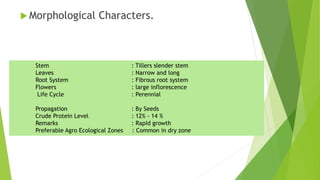  Morphological Characters.
Stem : Tillers slender stem
Leaves : Narrow and long
Root System : Fibrous root system
Flowers : large inflorescence
Life Cycle : Perennial
Propagation : By Seeds
Crude Protein Level : 12% - 14 %
Remarks : Rapid growth
Preferable Agro Ecological Zones : Common in dry zone
 