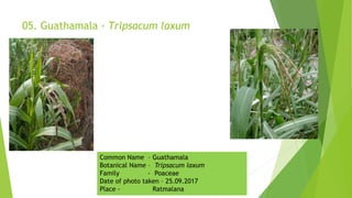 05. Guathamala - Tripsacum laxum
Common Name – Guathamala
Botanical Name – Tripsacum laxum
Family - Poaceae
Date of photo taken – 25.09.2017
Place - Ratmalana
 