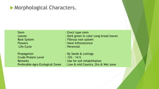  Morphological Characters.
Stem : Erect type stem
Leaves : Dark green in color Long broad leaves
Root System : Fibrous root system
Flowers : Have Inflorescence
Life Cycle : Perennial
Propagation : By Seeds & cuttings
Crude Protein Level : 12% - 14 %
Remarks : Use for soil rehabilitation
Preferable Agro Ecological Zones : Low & mid Country ,Dry & Wet zone
 