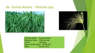06. Guinea Mutant - Panicum spp.
Common Name – Guinea Mutant
Botanical Name – Panicum spp
Family - Poaceae
Date of photo taken – 06.08.2017
Place - Faculty farm
 