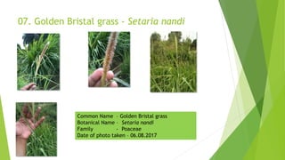 07. Golden Bristal grass - Setaria nandi
Common Name – Golden Bristal grass
Botanical Name – Setaria nandi
Family - Poaceae
Date of photo taken – 06.08.2017
 