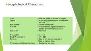  Morphological Characters.
Stem : Over one meter in maximum height
Leaves : Bluish grey-green in color, Leaf blades
are Soft
Root System : Fibrous root system
Flowers : Inflorescence a tightly contracted
panicle producing a false Spike
Life Cycle : Perennial
Propagation : By Seeds
Crude Protein Level : 18% - 22%
Remarks : Used as soil conservation cover
Used to make a Silage
Preferable Agro Ecological Zones : Up country wet zones
 
