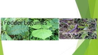 Fodder Legumes
 