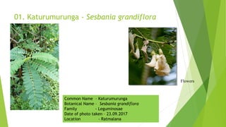 01. Katurumurunga - Sesbania grandiflora
Flowers
Common Name – Katurumurunga
Botanical Name – Sesbania grandiflora
Family - Leguminosae
Date of photo taken – 23.09.2017
Location - Ratmalana
 