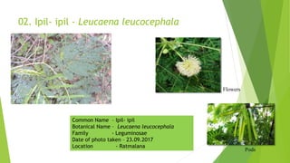 02. Ipil- ipil - Leucaena leucocephala
Pods
Flowers
Common Name – Ipil- ipil
Botanical Name – Leucaena leucocephala
Family - Leguminosae
Date of photo taken – 23.09.2017
Location - Ratmalana
 