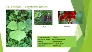 03. Erabadu - Erythrina indica
Pods Flowers
Common Name – Erabadu
Botanical Name – Erythrina indica
Family - Leguminosae
Date of photo taken – 23.09.2017
Location - Ratmalana
 