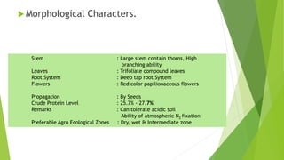  Morphological Characters.
Stem : Large stem contain thorns, High
branching ability
Leaves : Trifoliate compound leaves
Root System : Deep tap root System
Flowers : Red color papilionaceous flowers
Propagation : By Seeds
Crude Protein Level : 25.7% - 27.7%
Remarks : Can tolerate acidic soil
Ability of atmospheric N2 fixation
Preferable Agro Ecological Zones : Dry, wet & Intermediate zone
 