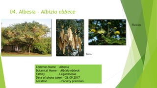 04. Albesia - Albizia ebbece
Flowers
Pods
Common Name – Albesia
Botanical Name – Albizia ebbeck
Family - Leguminosae
Date of photo taken – 26.09.2017
Location - Faculty premises
 