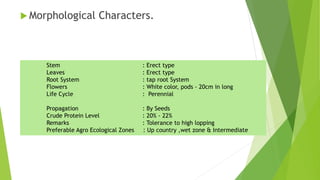  Morphological Characters.
Stem : Erect type
Leaves : Erect type
Root System : tap root System
Flowers : White color, pods - 20cm in long
Life Cycle : Perennial
Propagation : By Seeds
Crude Protein Level : 20% - 22%
Remarks : Tolerance to high lopping
Preferable Agro Ecological Zones : Up country ,wet zone & Intermediate
 