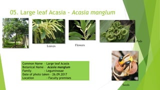 05. Large leaf Acasia - Acasia manglum
Seeds
Pods
Leaves Flowers
Common Name – Large leaf Acasia
Botanical Name – Acasia manglum
Family - Leguminosae
Date of photo taken – 26.09.2017
Location - Faculty premises
 
