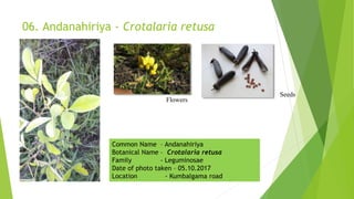 06. Andanahiriya - Crotalaria retusa
Flowers
Seeds
Common Name – Andanahiriya
Botanical Name – Crotalaria retusa
Family - Leguminosae
Date of photo taken – 05.10.2017
Location - Kumbalgama road
 