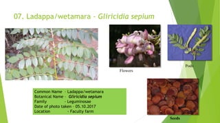 07. Ladappa/wetamara - Gliricidia sepium
Pods
Flowers
Seeds
Common Name – Ladappa/wetamara
Botanical Name – Gliricidia sepium
Family - Leguminosae
Date of photo taken – 05.10.2017
Location - Faculty farm
 
