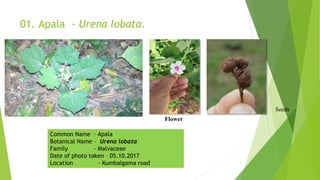 01. Apala - Urena lobata.
Seeds
Flower
Common Name – Apala
Botanical Name – Urena lobata
Family - Malvaceae
Date of photo taken – 05.10.2017
Location - Kumbalgama road
 