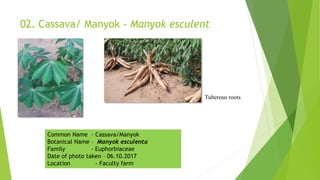 02. Cassava/ Manyok - Manyok esculent
Tuberous roots
Common Name – Cassava/Manyok
Botanical Name – Manyok esculenta
Family - Euphorbiaceae
Date of photo taken – 06.10.2017
Location - Faculty farm
 