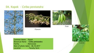 04. Kapok - Ceiba pentandra
Fruit
Leaves
Flowers
Common Name – Kapok
Botanical Name – Ceiba pentandra
Family - Malvaceae
Date of photo taken – 06.10.2017
Location - Faculty farm
 